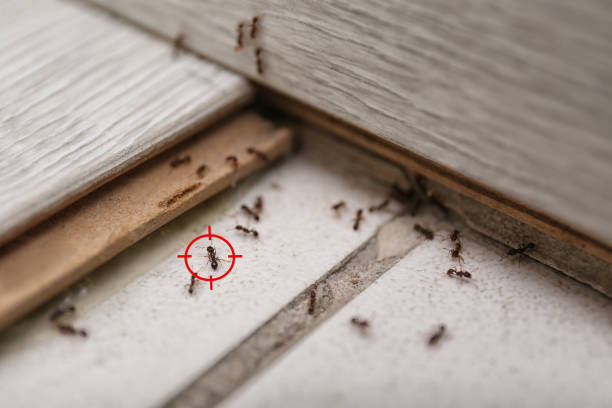 Best Local Pest Control Services  in Napili Honokowai, HI
